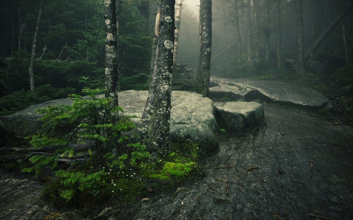 Misty forest path with moss-covered rocks and trees