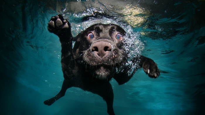 Black dog swimming underwater in a pool