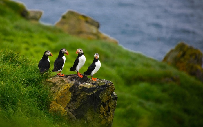 Four puffins stand on a rocky cliff overlooking the ocean