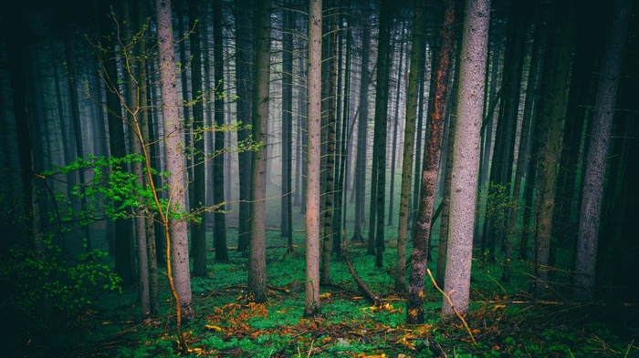 A dense forest with tall trees and green undergrowth