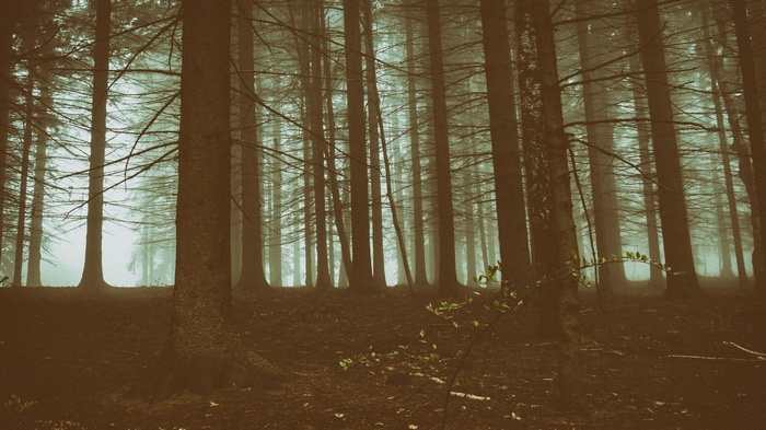 A dense, misty forest with tall trees