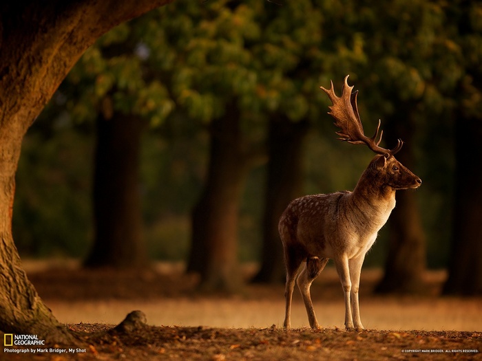 National Geographic deer with large antlers in forest