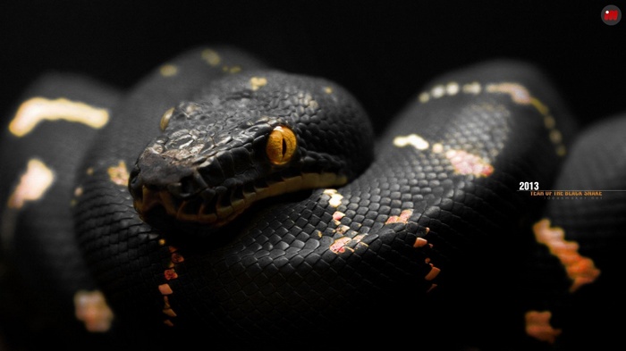 Black Snake with Orange Eyes