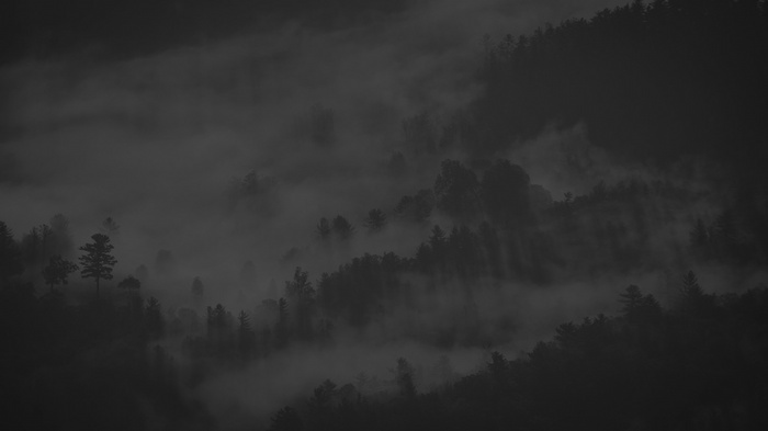 Misty forest with sunbeams filtering through trees