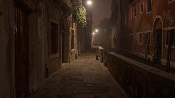 Black cat on a cobblestone alley in Venice at night
