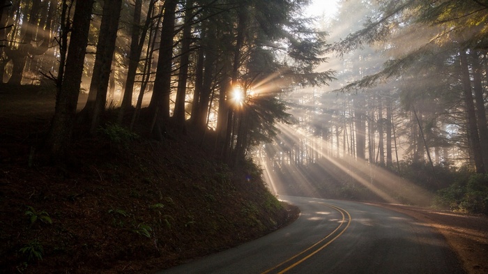 Sun rays shining through a misty forest onto a road