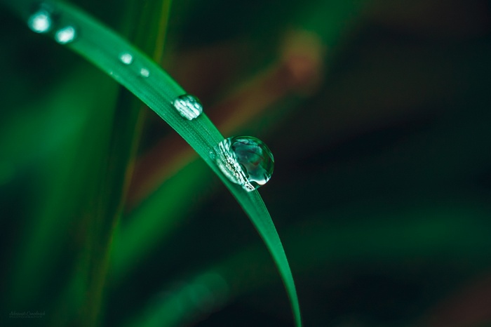Macro shot of water drops on a blade of grass