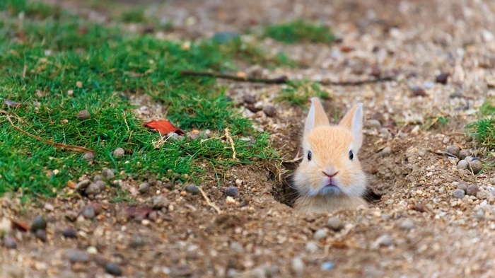 A cute bunny peeks out of its burrow