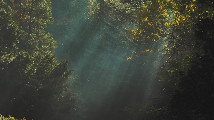 Sunlight filtering through dark forest trees
