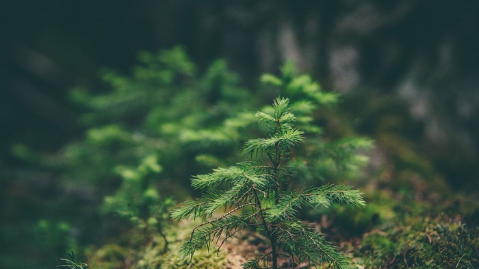 Young spruce trees in a forest