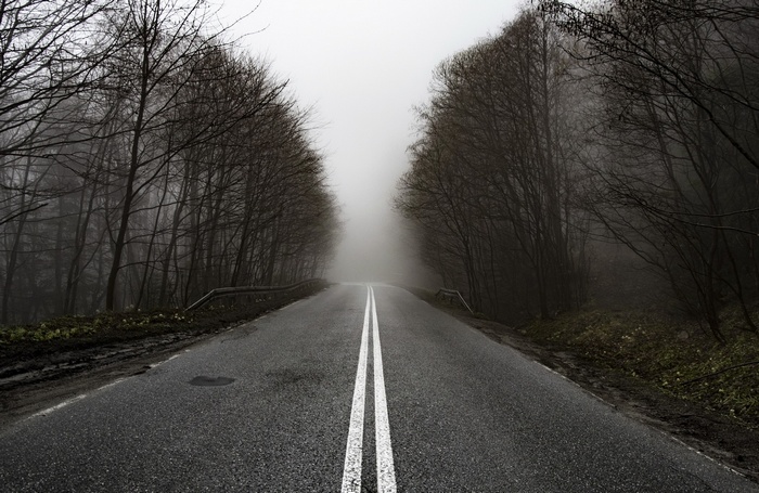 A foggy road through a bare forest