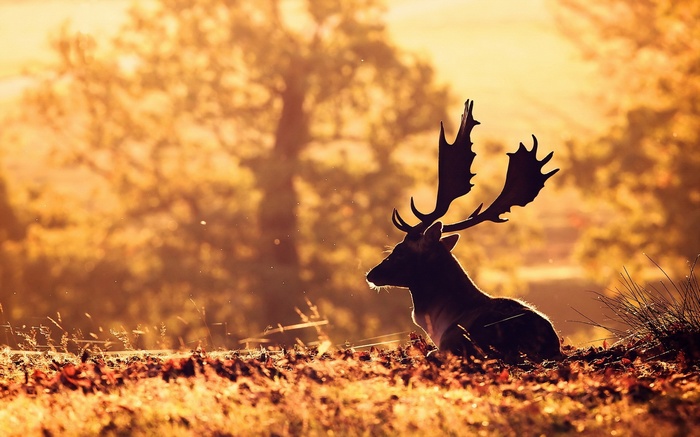 Deer sitting in a field during sunset