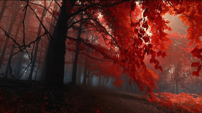 Red forest with fog