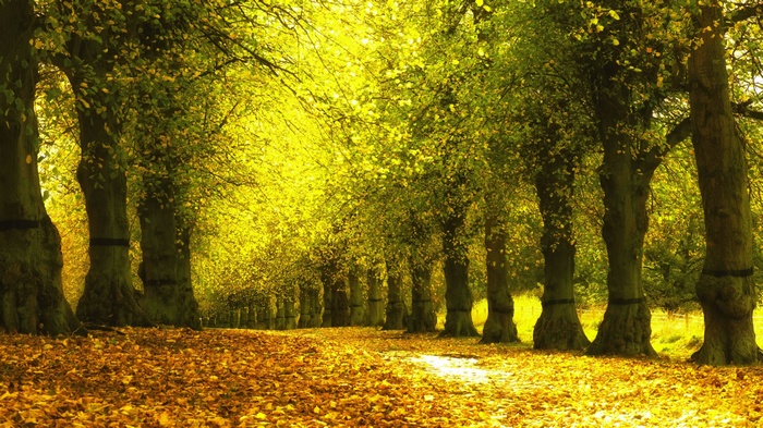 Autumn trees with fallen leaves on the ground