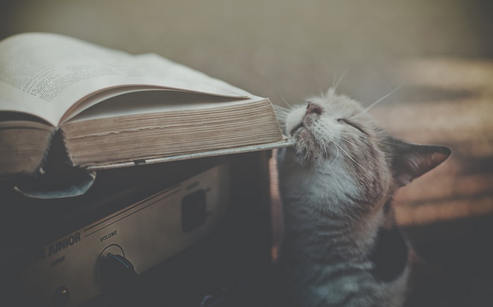 Cat smelling an open book on a vintage amplifier
