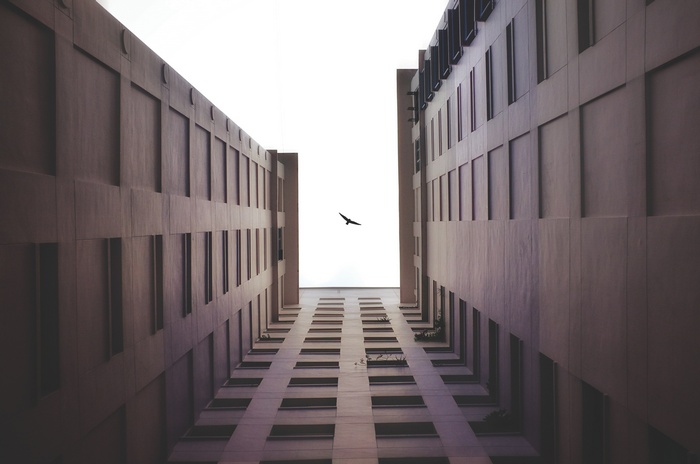 Bird flying between buildings, worm's eye view