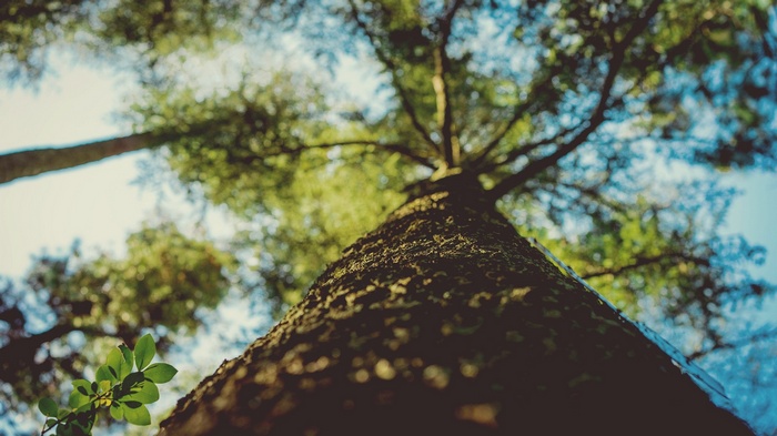 Looking up at a tall tree with green leaves