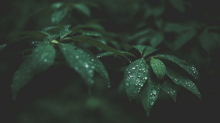 Water drops on dark green leaves in nature