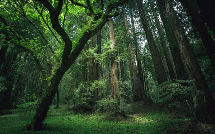 Tall redwood trees in a mossy forest
