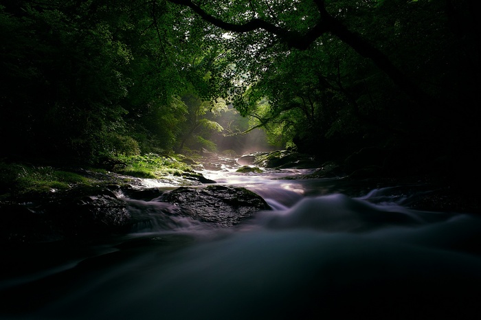 Sunlight filtering through trees onto a forest stream