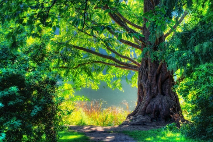 Sunlight filtering through trees by a body of water