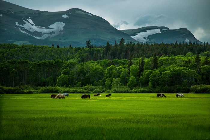 Horses grazing in a green field with mountains in the background