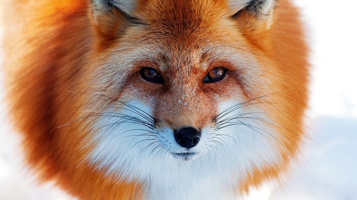 Close-up photography of a red fox in the snow