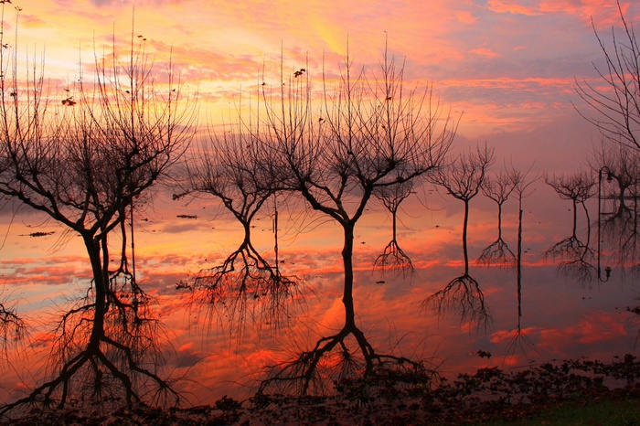 Bare trees reflected in water at sunset in Portugal
