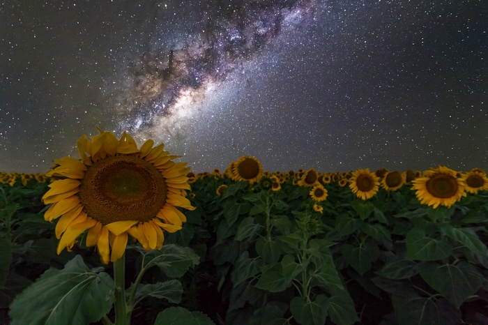 Milky Way over a field of sunflowers in Australia