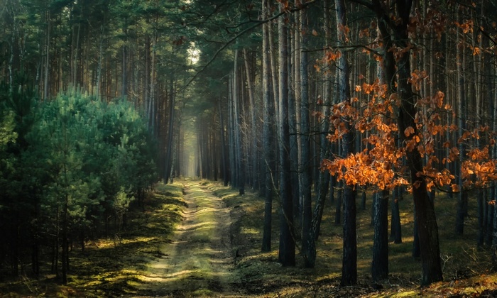 A dirt path winds through a sunlit forest in Poland