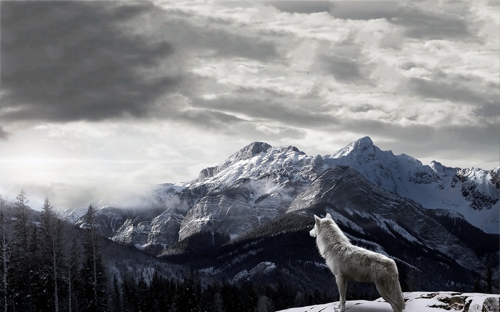 White wolf on a snowy mountain overlooking a valley