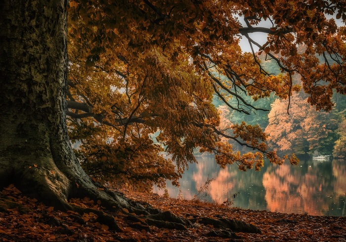 Autumn forest with lake and tree roots in Poland