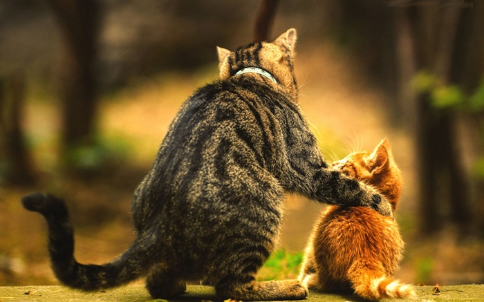 Mother cat comforting her kitten outdoors