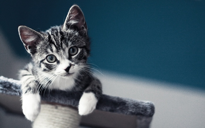 Close-up of a tabby kitten on a scratching post