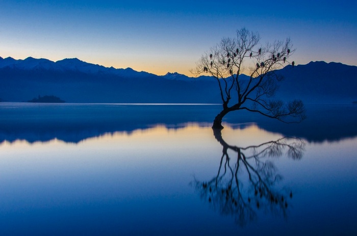 Lone tree with birds in Lake Wanaka at sunset, New Zealand