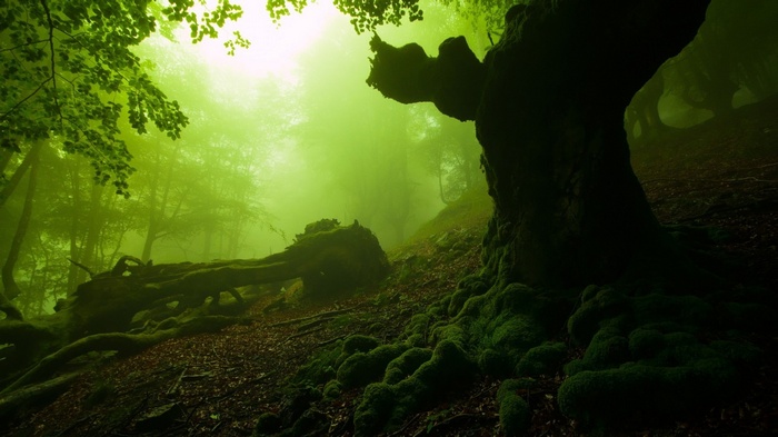 Misty forest with moss-covered trees and fallen logs