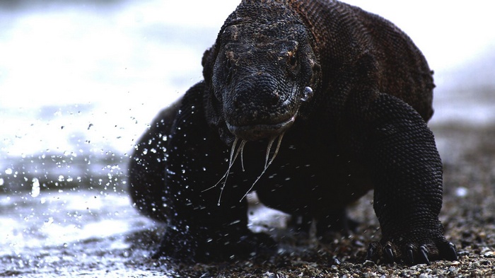 Komodo dragon emerging from water with water drops