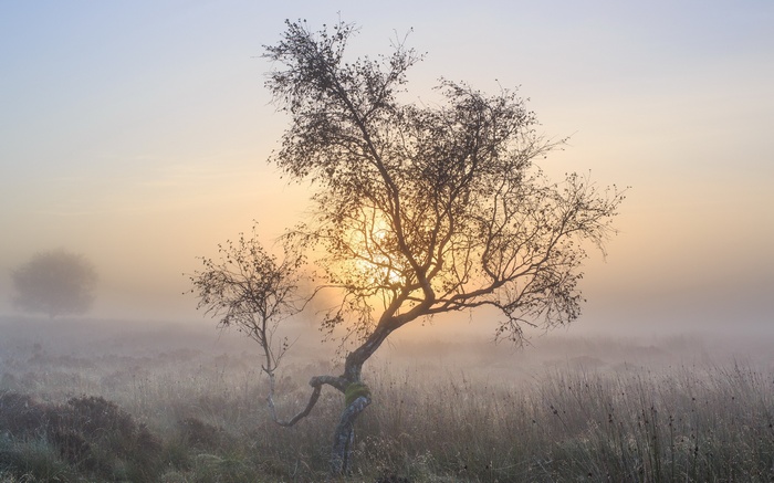 Trees in the mist at sunrise
