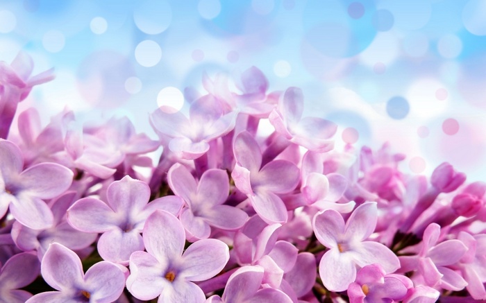 Close-up of pink lilac flowers with bokeh background