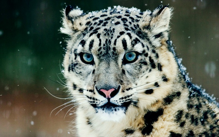 Close-up of a snow leopard in the snow