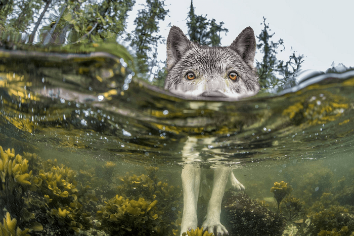 Wolf peeking over water with underwater forest