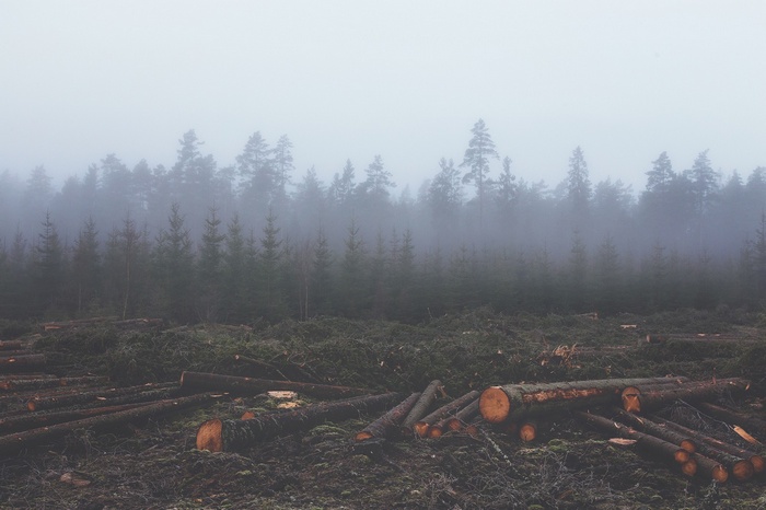 Misty forest with felled trees