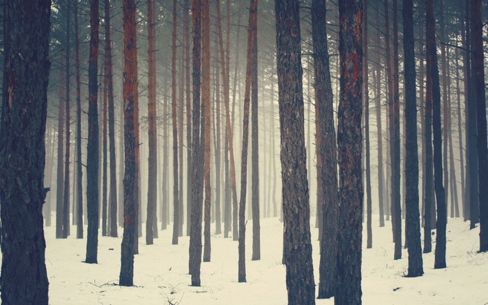 Snowy forest with tall pine trees and fog