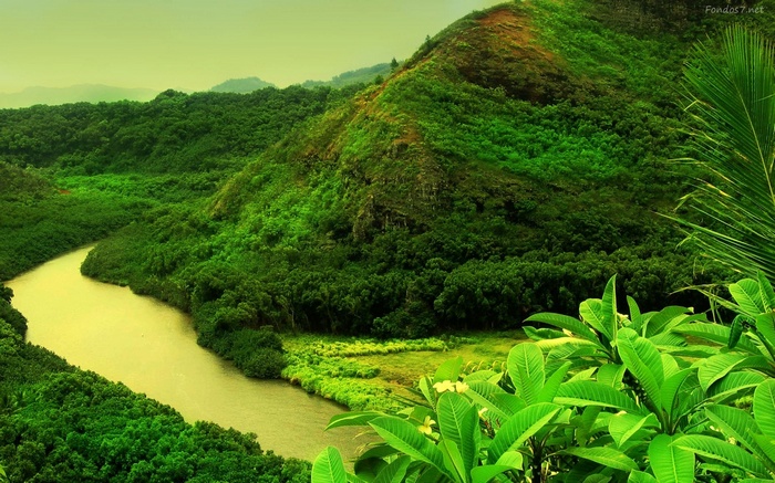 Yellow river flowing through a green jungle landscape