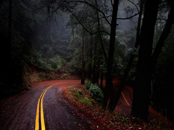 A winding road through a dark, foggy forest with fallen leaves.