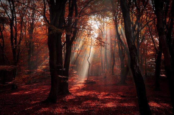 Sunlight filtering through a red autumn forest