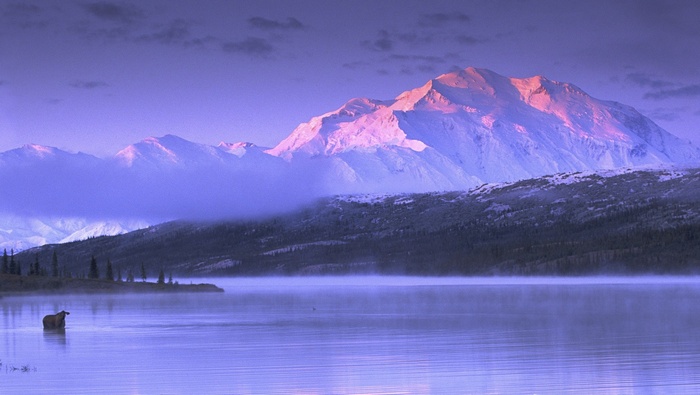 Moose in a misty lake with snow-capped mountains in Alaska