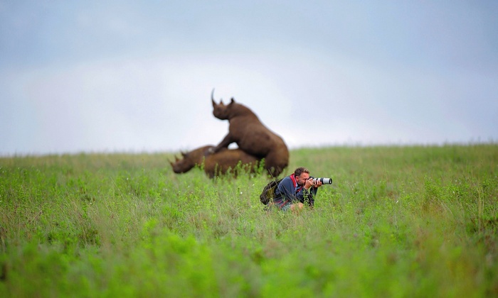 Photographer captures rhinos mating in grassy field