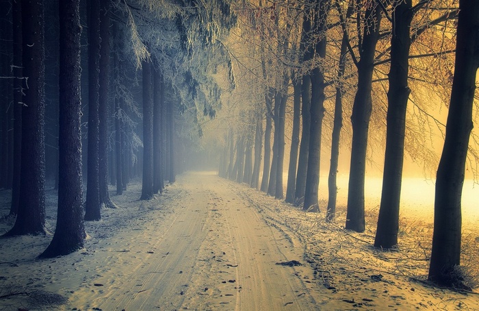 Snowy forest road with mist and sunlight