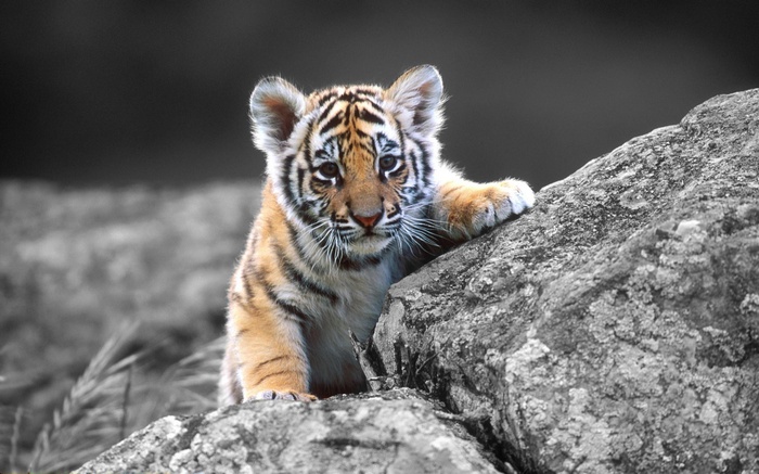 A baby tiger cub on a rock